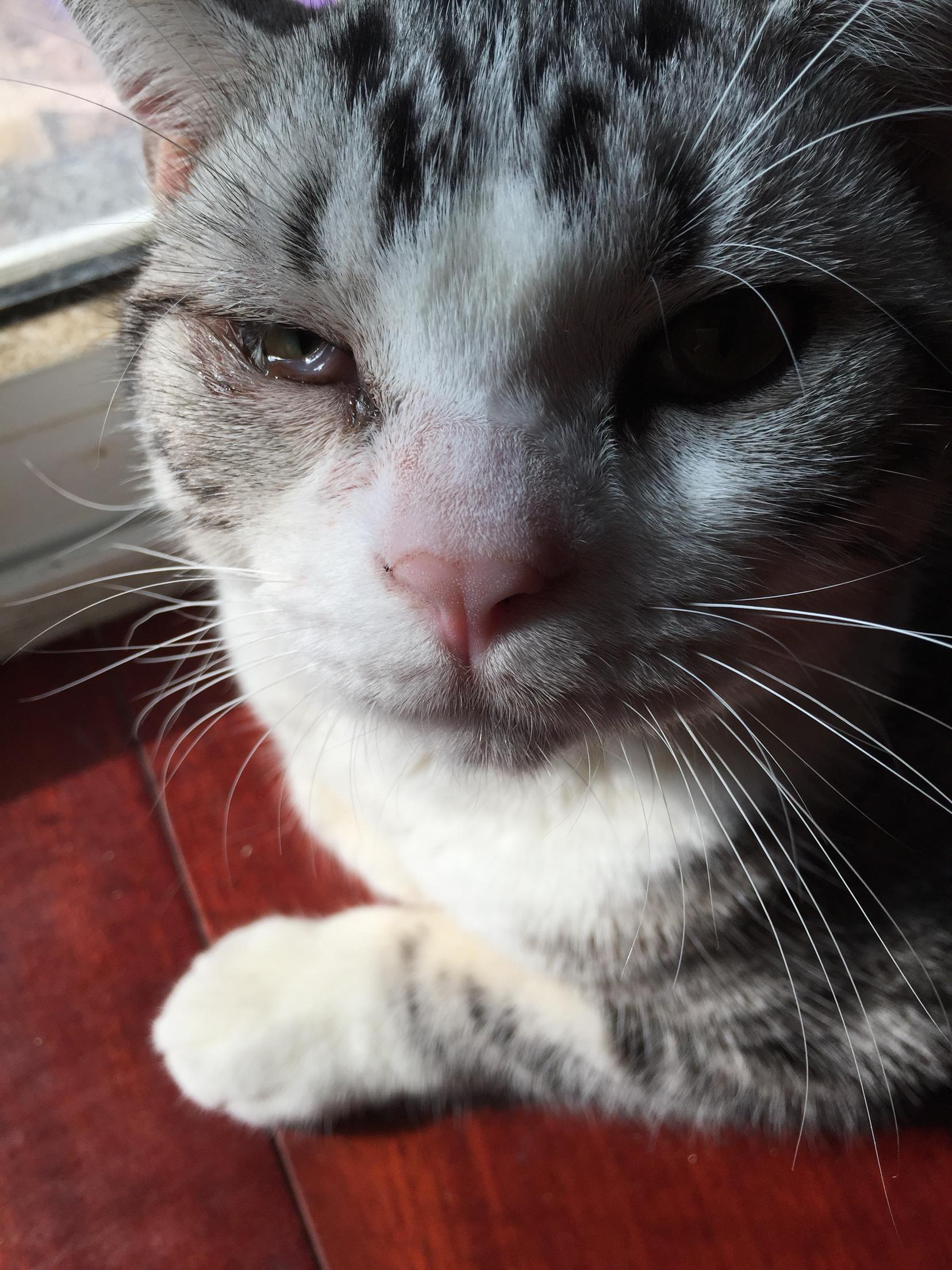 猫咪第三眼睑炎症