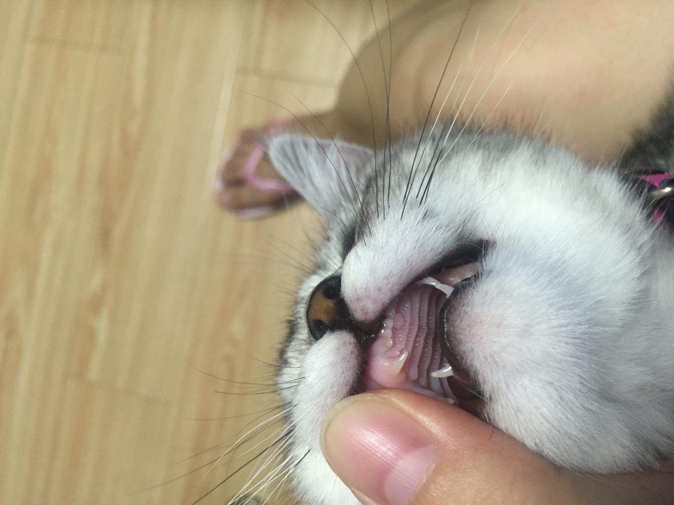 猫咪3个半月大,两边牙齿不一样,一侧牙齿如图,没有口臭发黄等问题
