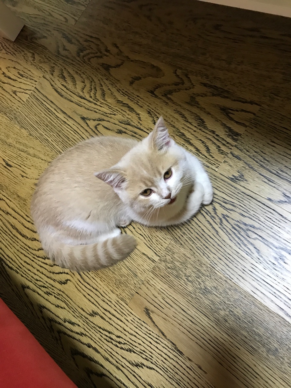 猫咪拉稀怎么办?
