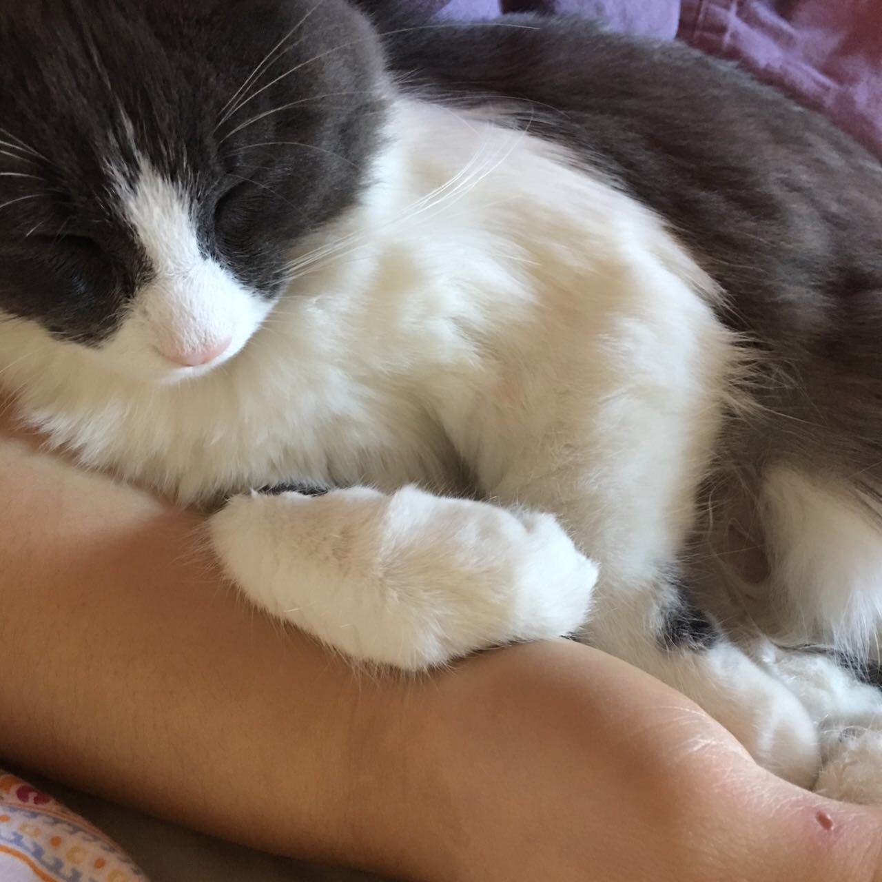 猫咪吃了人的食物