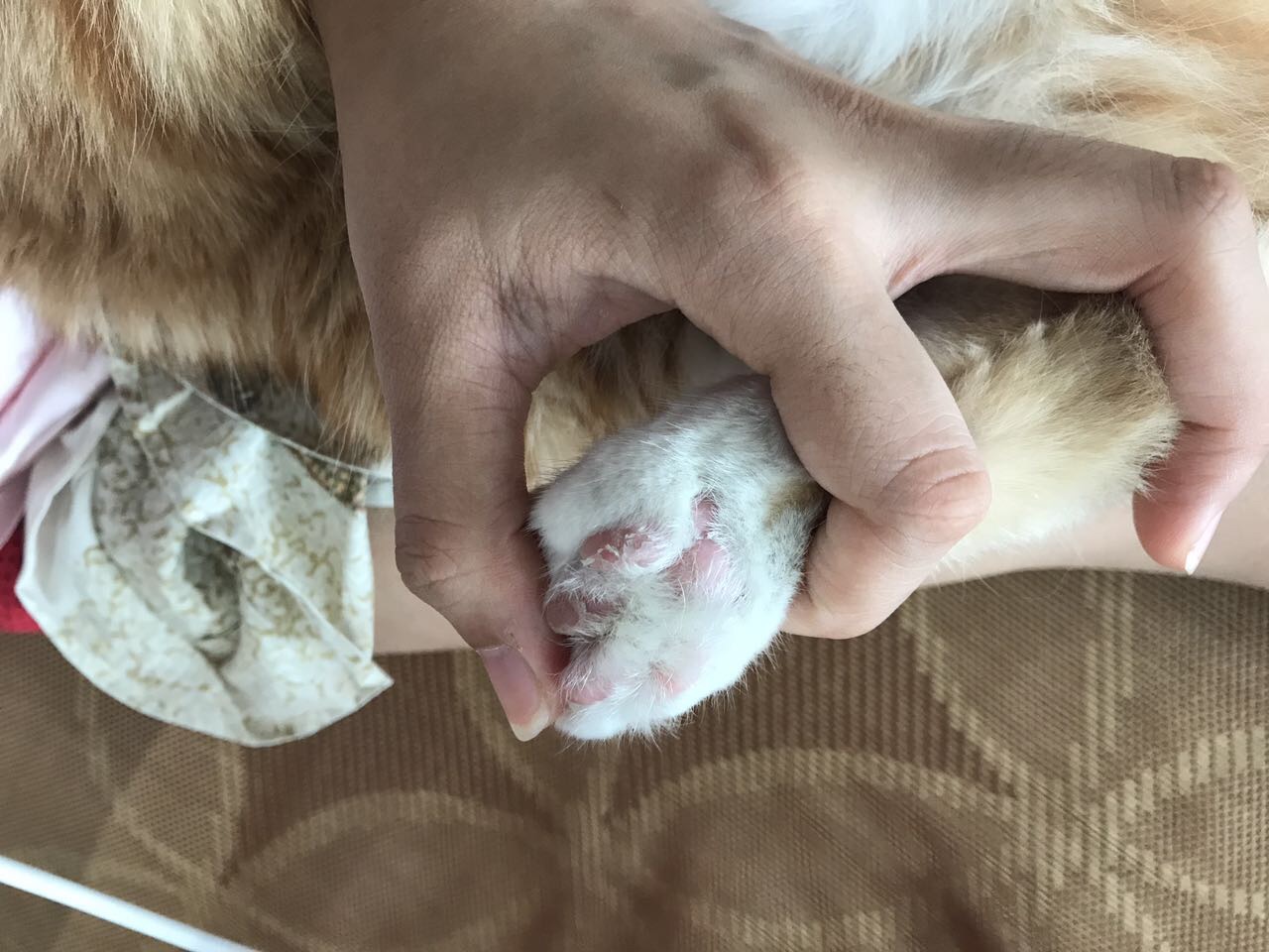 猫咪肉垫蜕皮