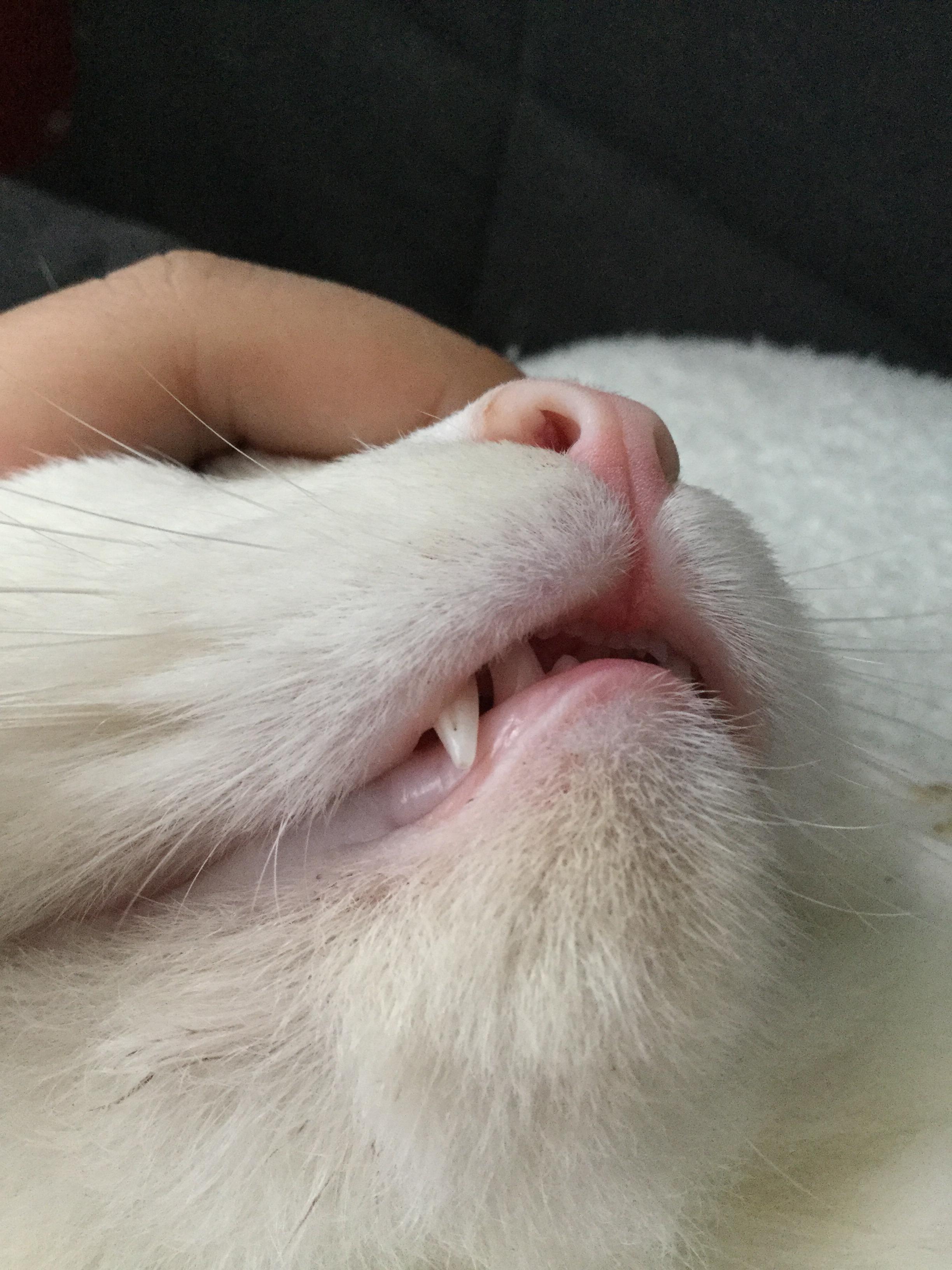 我们家茶有点黑下巴,求助
