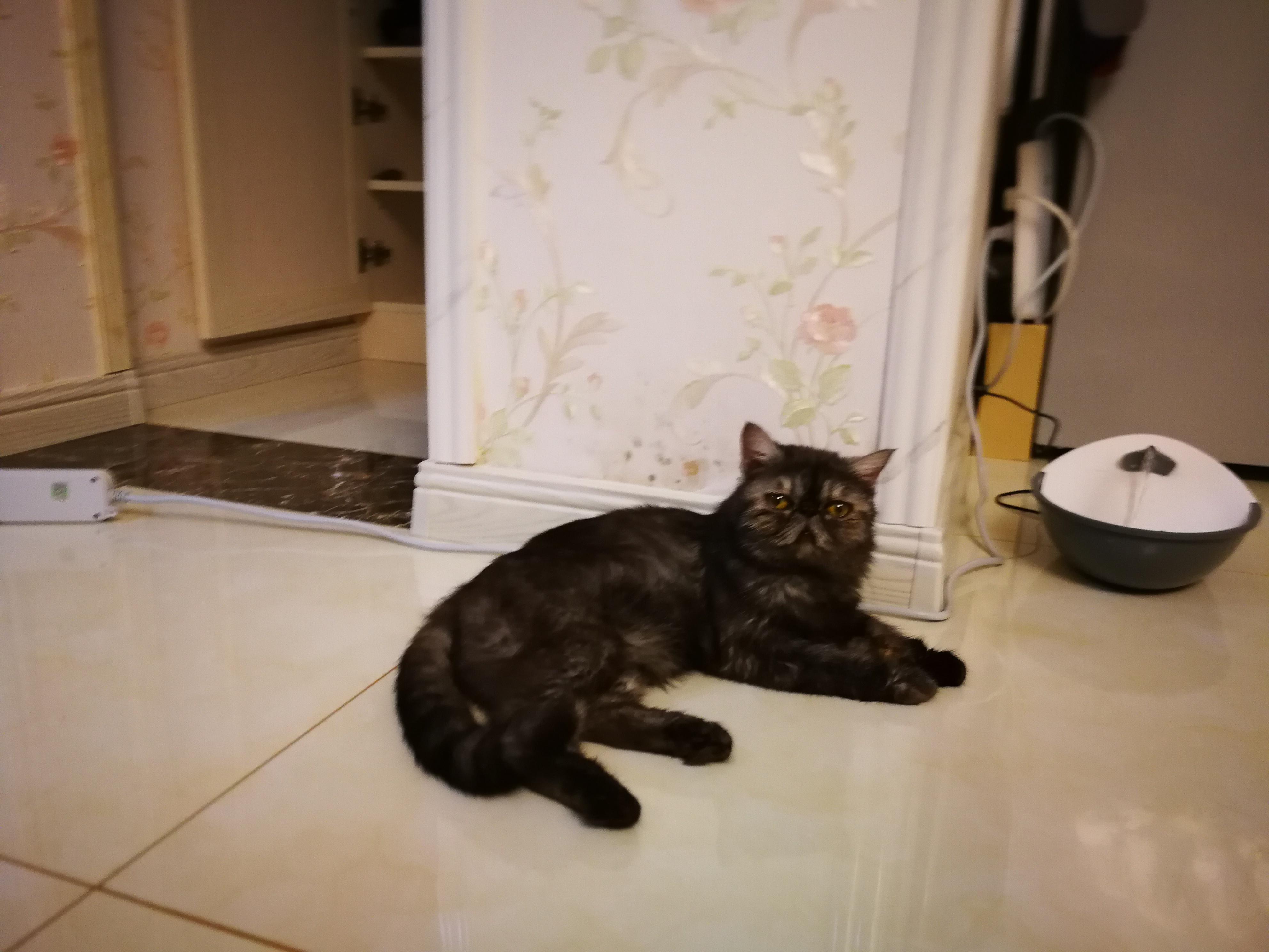 猫咪一直没精神,病怏怏的 猫咪一直没精神,病怏怏的