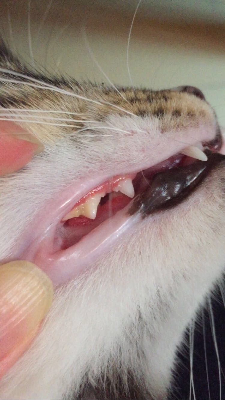 医生好 : 小猫杯状病毒治疗完毕约一周多了.