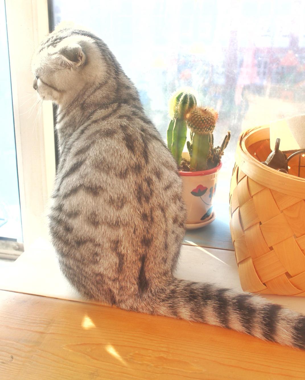 猫咪的标准体重