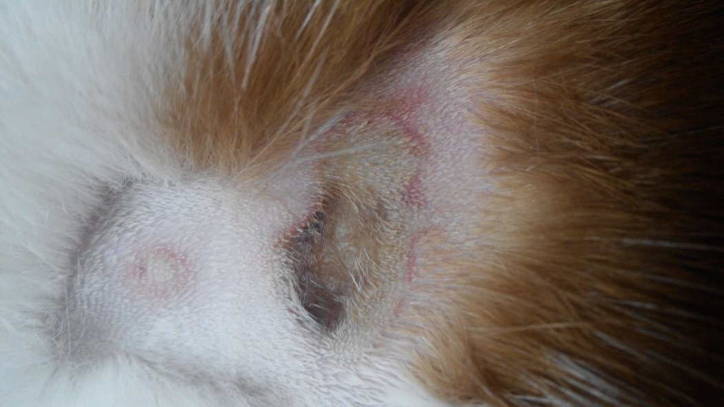 猫打针后颈部溃烂不愈合 猫打针后颈部溃烂不愈合