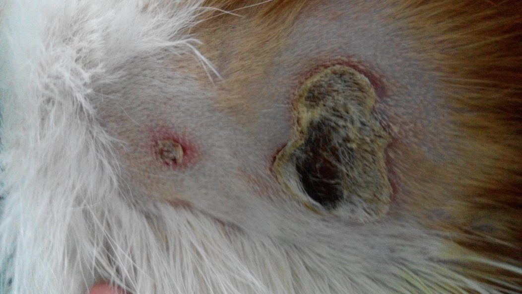 猫打针后颈部溃烂不愈合 猫打针后颈部溃烂不愈合