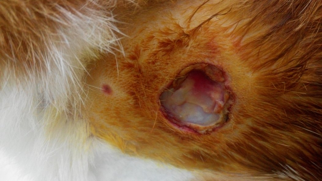 猫打针后颈部溃烂不愈合 猫打针后颈部溃烂不愈合