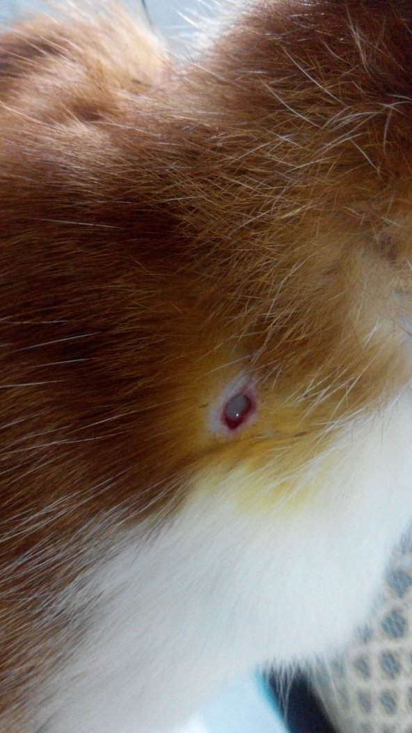 猫打针后颈部溃烂不愈合 猫打针后颈部溃烂不愈合