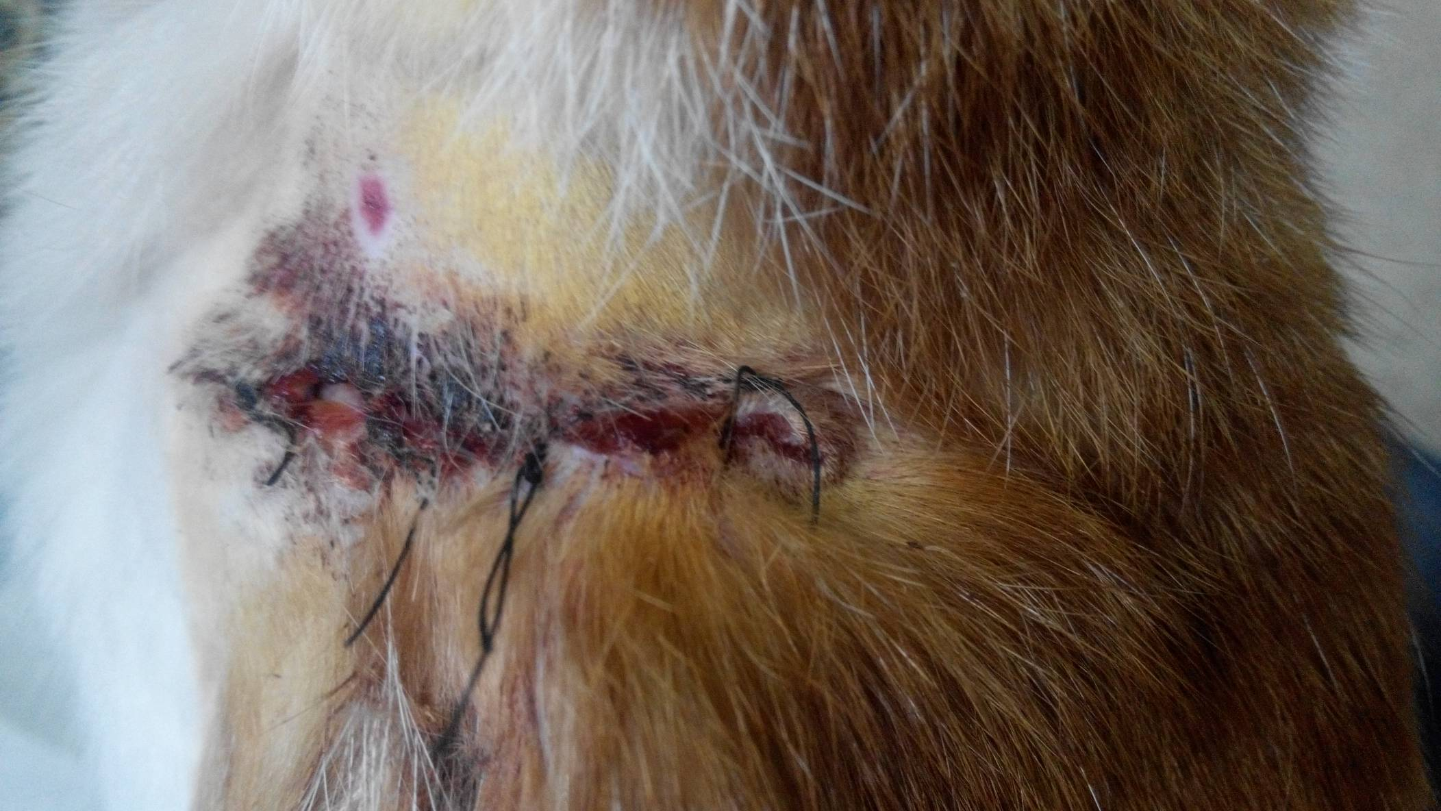 猫打针后颈部溃烂不愈合 猫打针后颈部溃烂不愈合