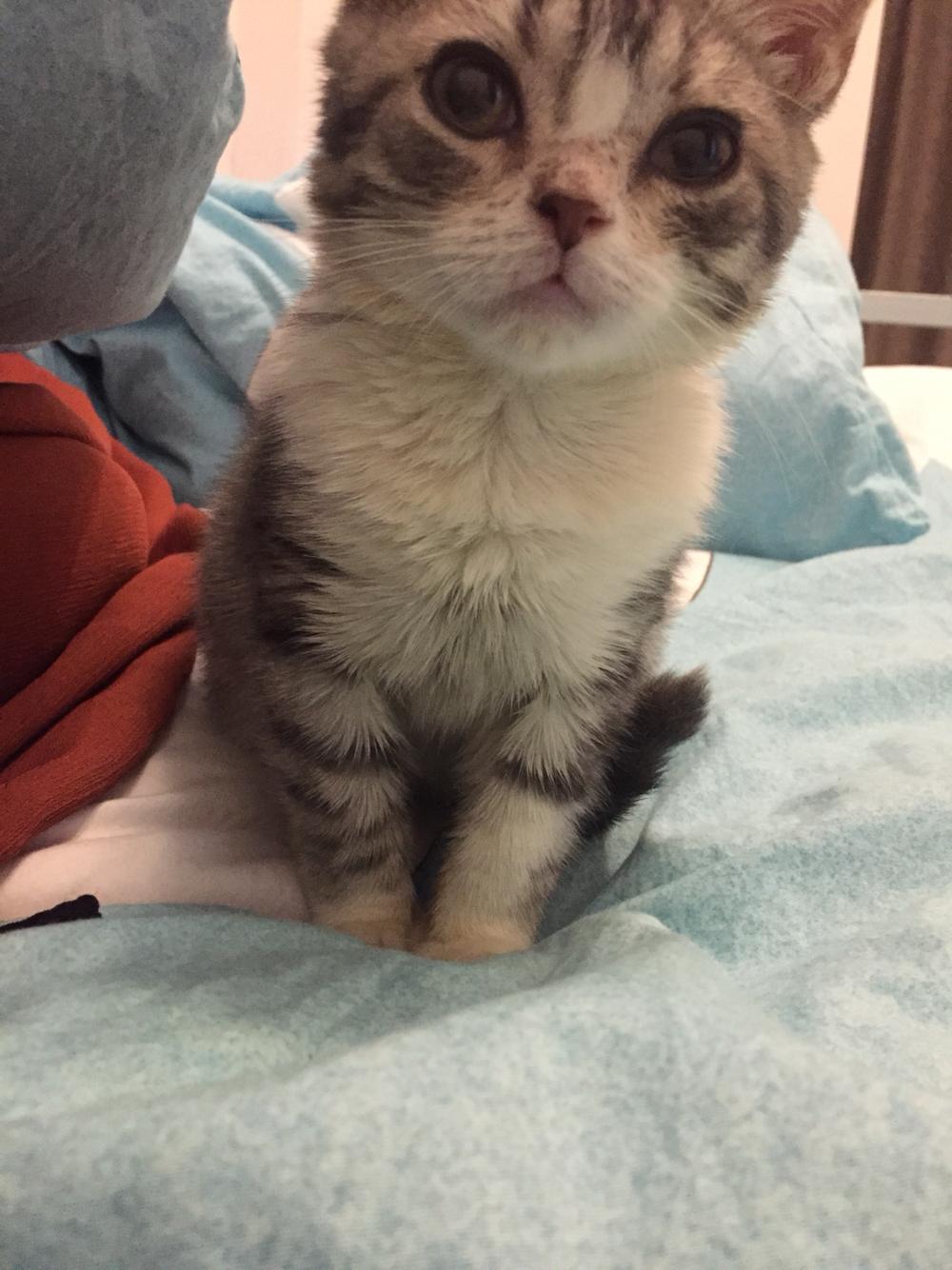 猫咪便血 猫咪便血