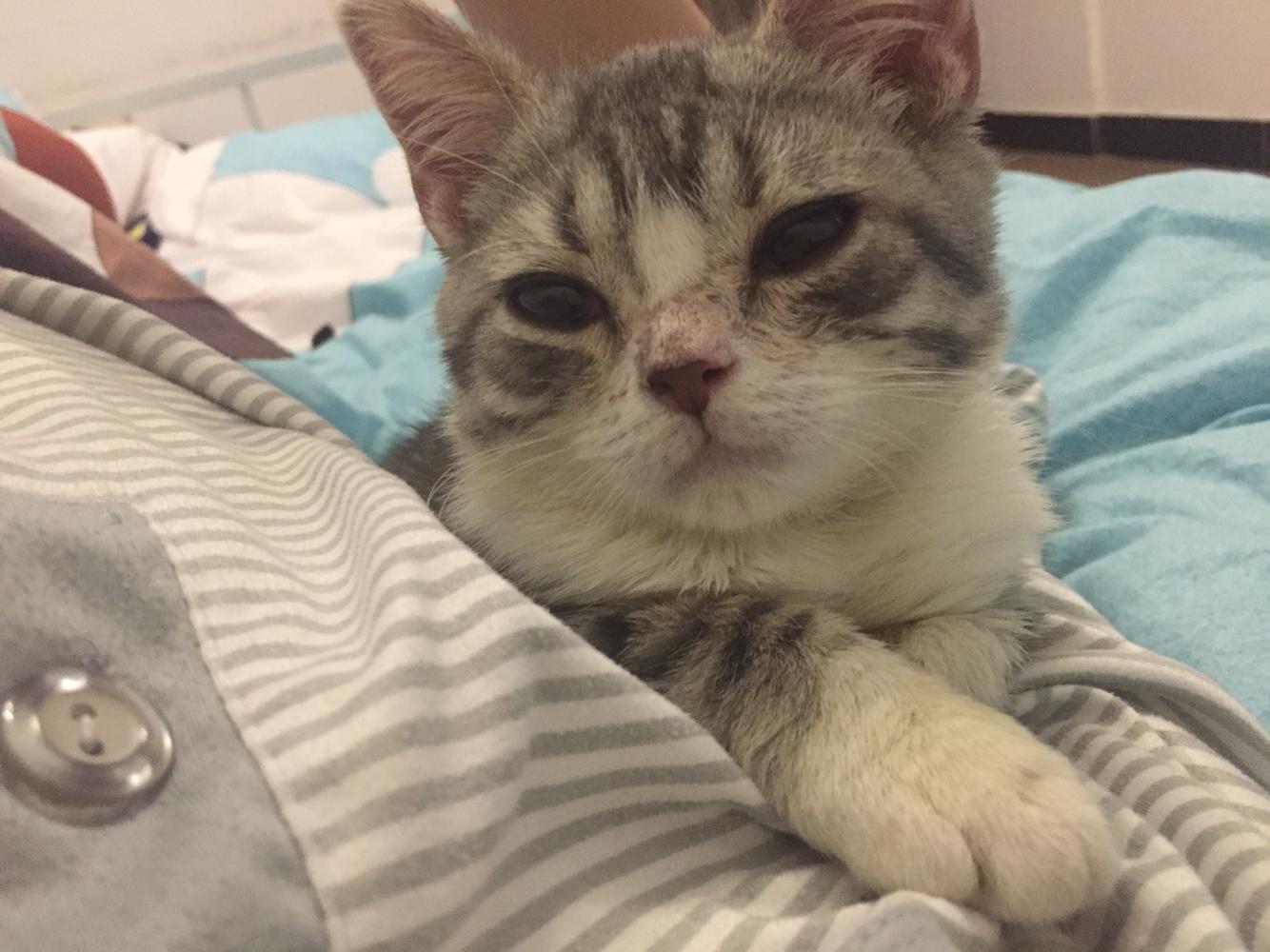 猫咪便血 猫咪便血