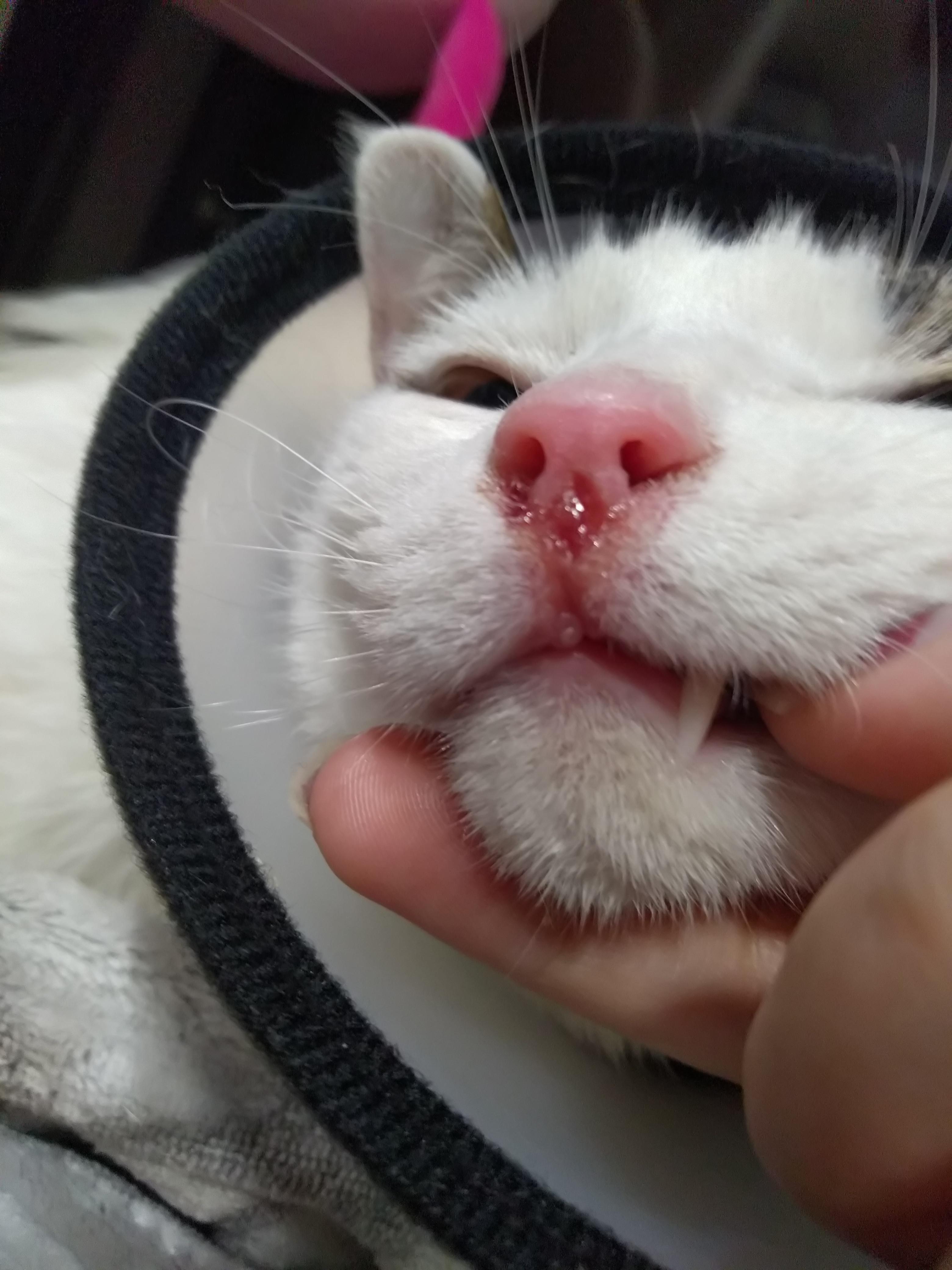 猫鼻子烂了 出血