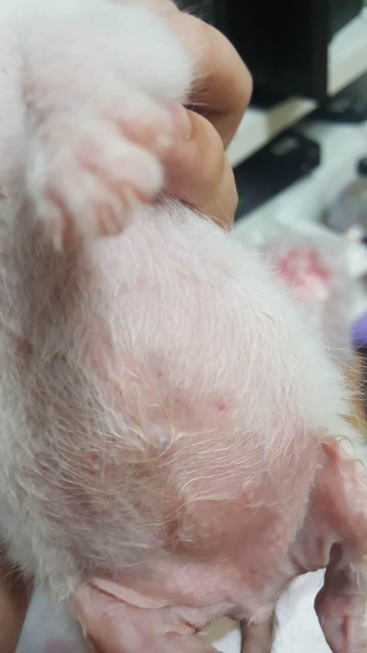 红肿 红肿