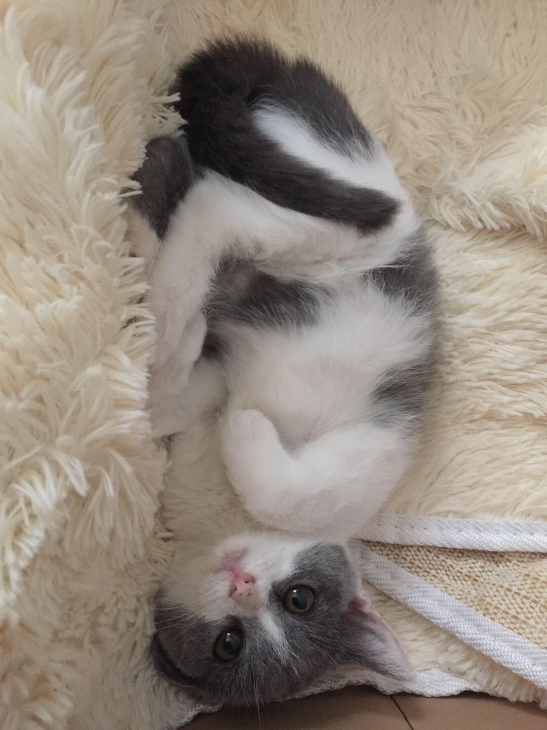 喂食