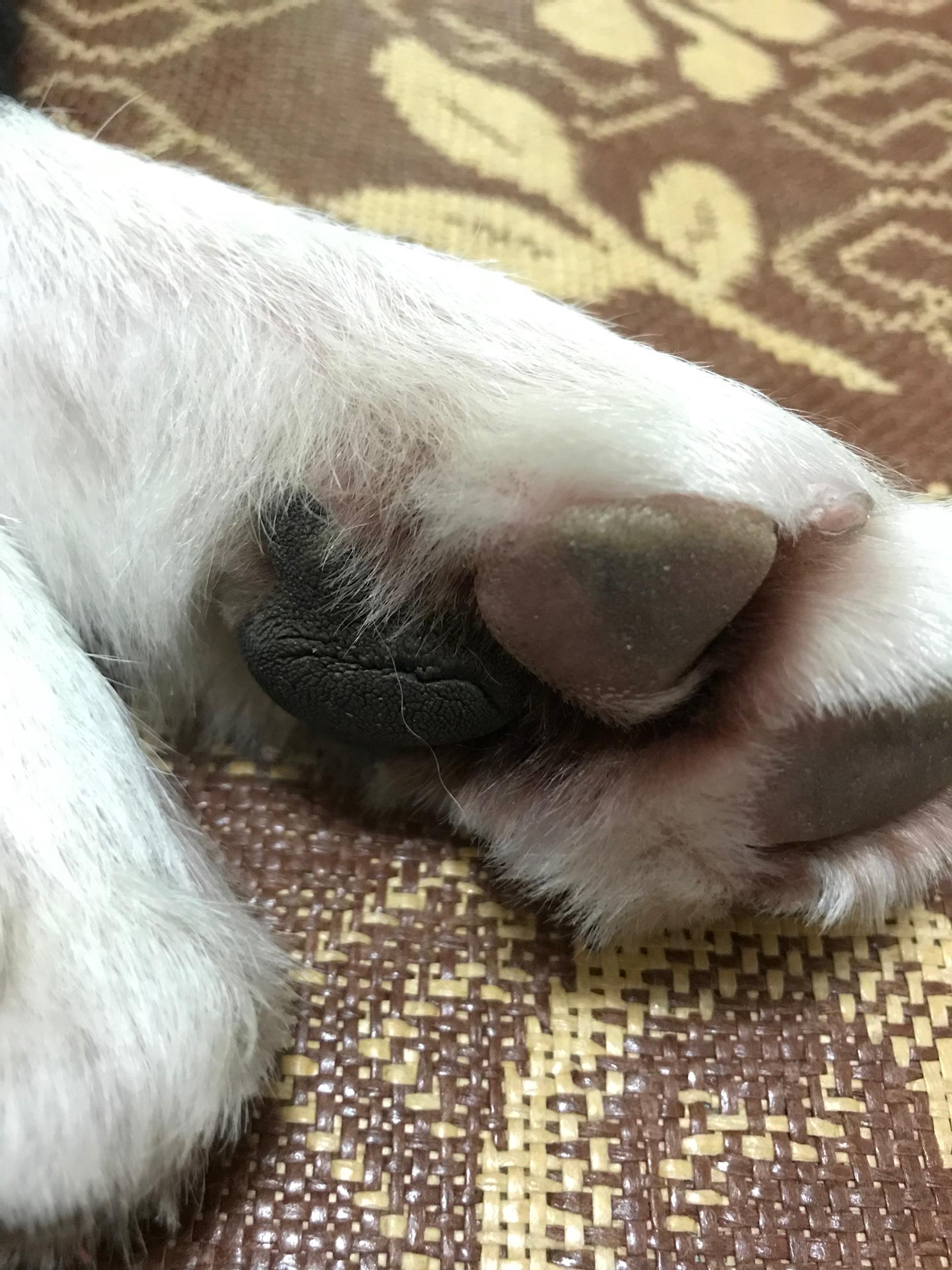 狗狗肉垫开裂