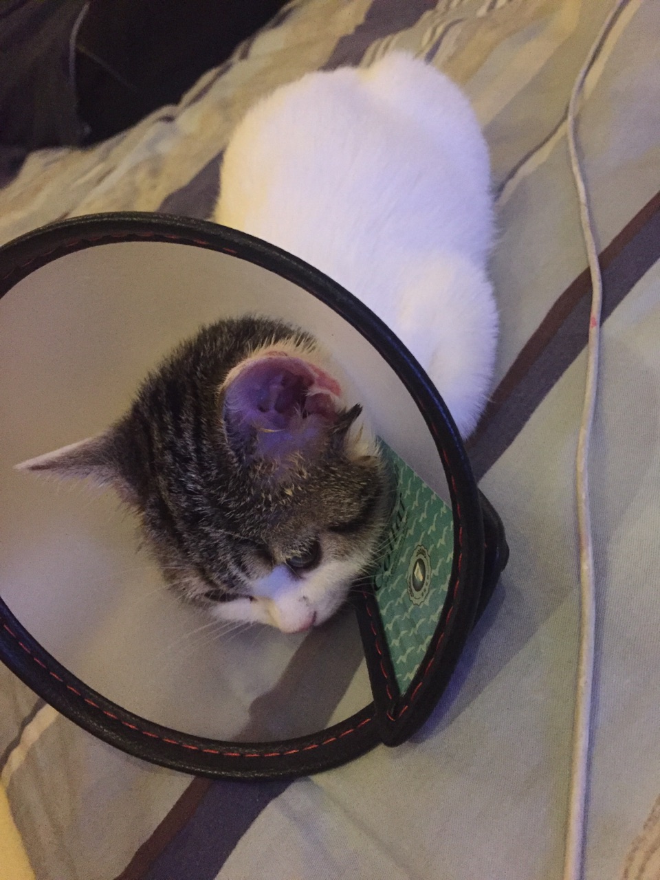 耳朵有一点猫藓可以不要一直带伊丽莎白项圈吗? 耳朵有一点猫藓可以不要一直带伊丽莎白项圈吗?