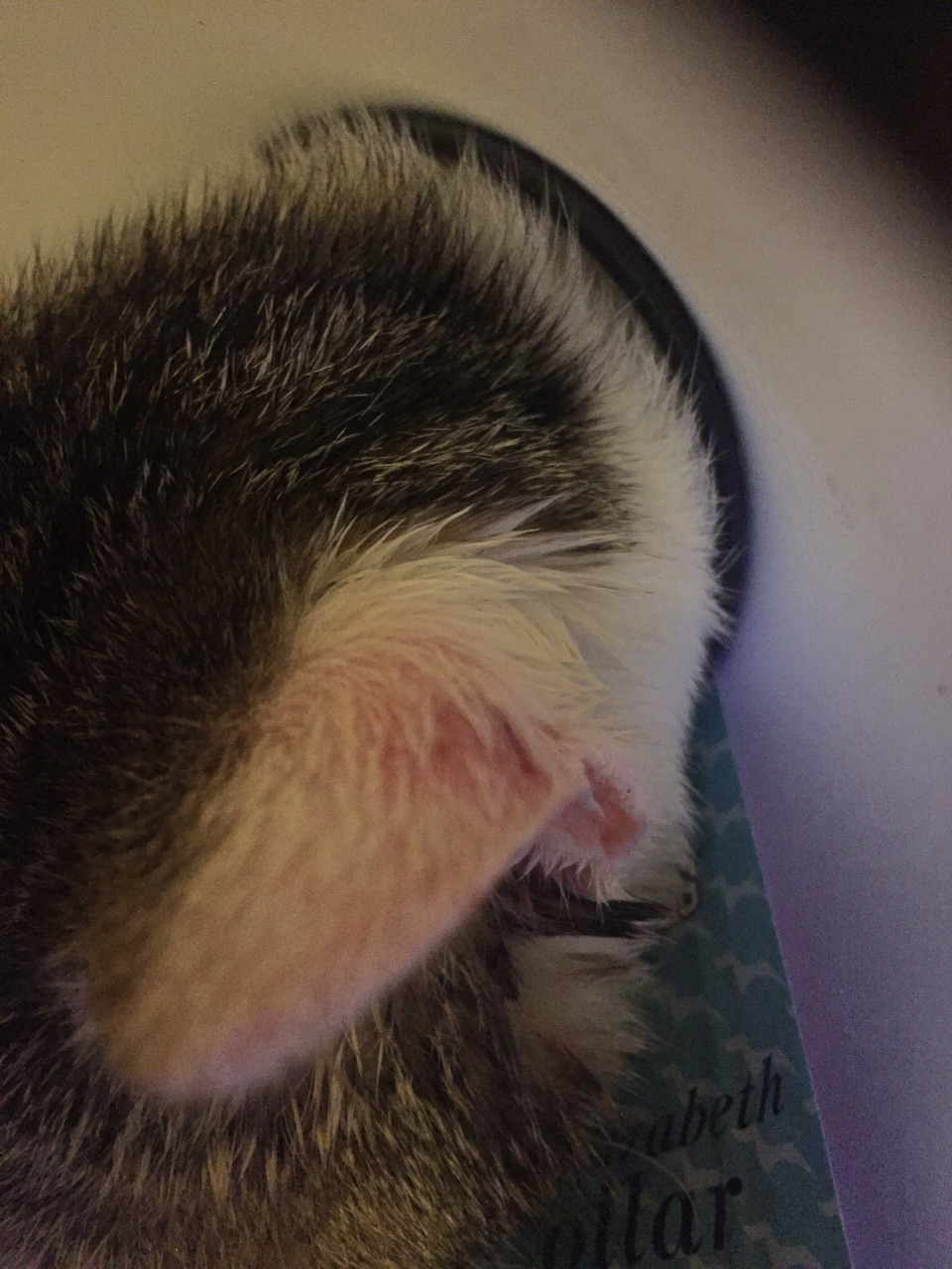 耳朵有一点猫藓可以不要一直带伊丽莎白项圈吗? 耳朵有一点猫藓可以不要一直带伊丽莎白项圈吗?