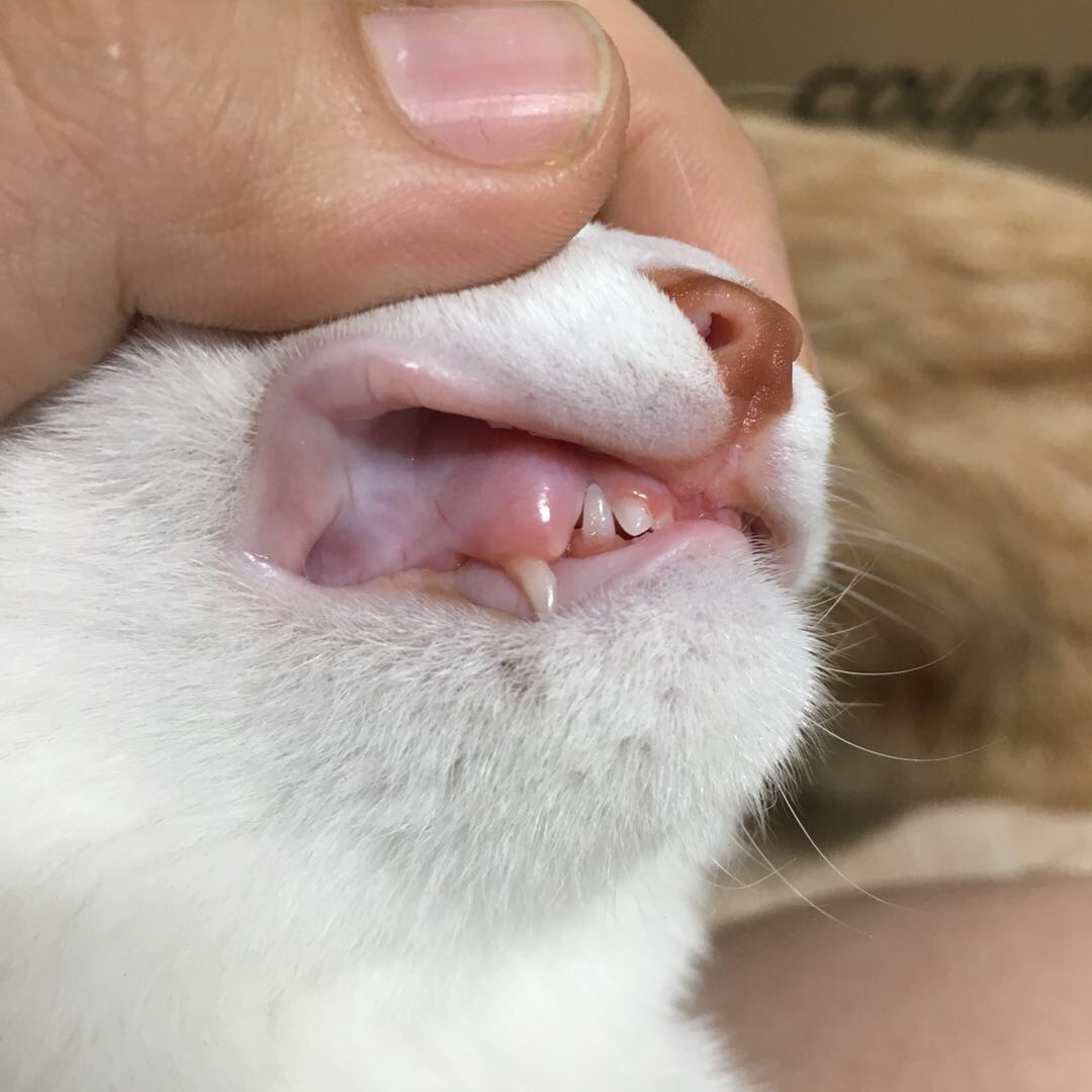 这个情况是口炎吗