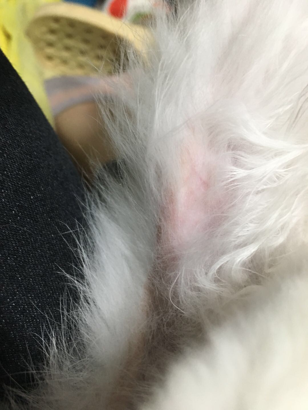 是不是和我给她剃毛过有原因呢现在已经长出来很多了 很后悔也很着急