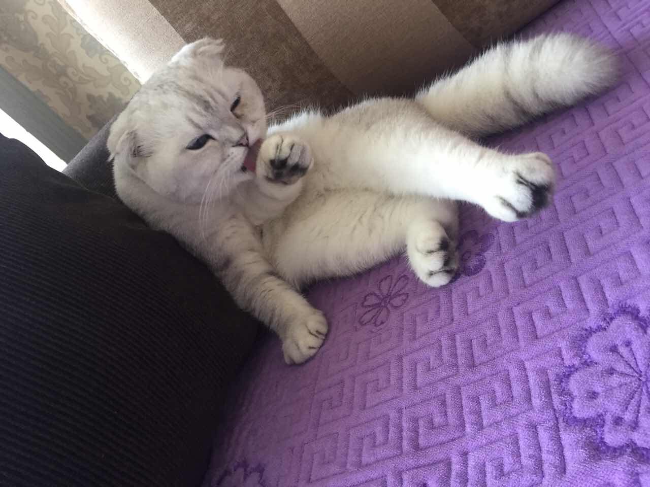 你好 医生 小猫这两天 精神状态不太好 蔫儿了吧唧的