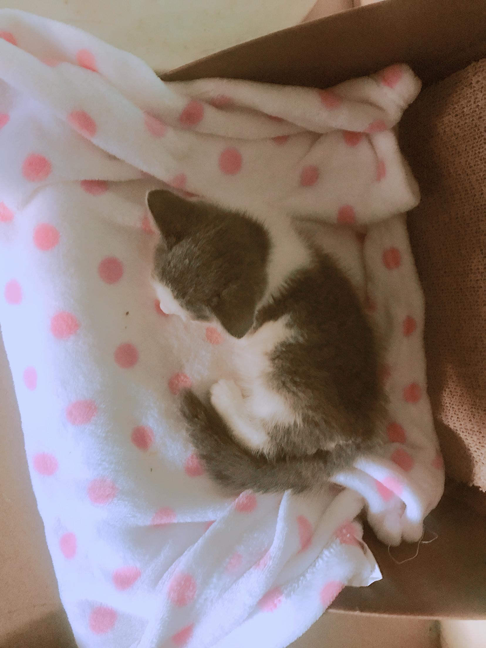 小猫打喷嚏流鼻涕眼泪,怎么办? 小猫打喷嚏流鼻涕眼泪,怎么办?