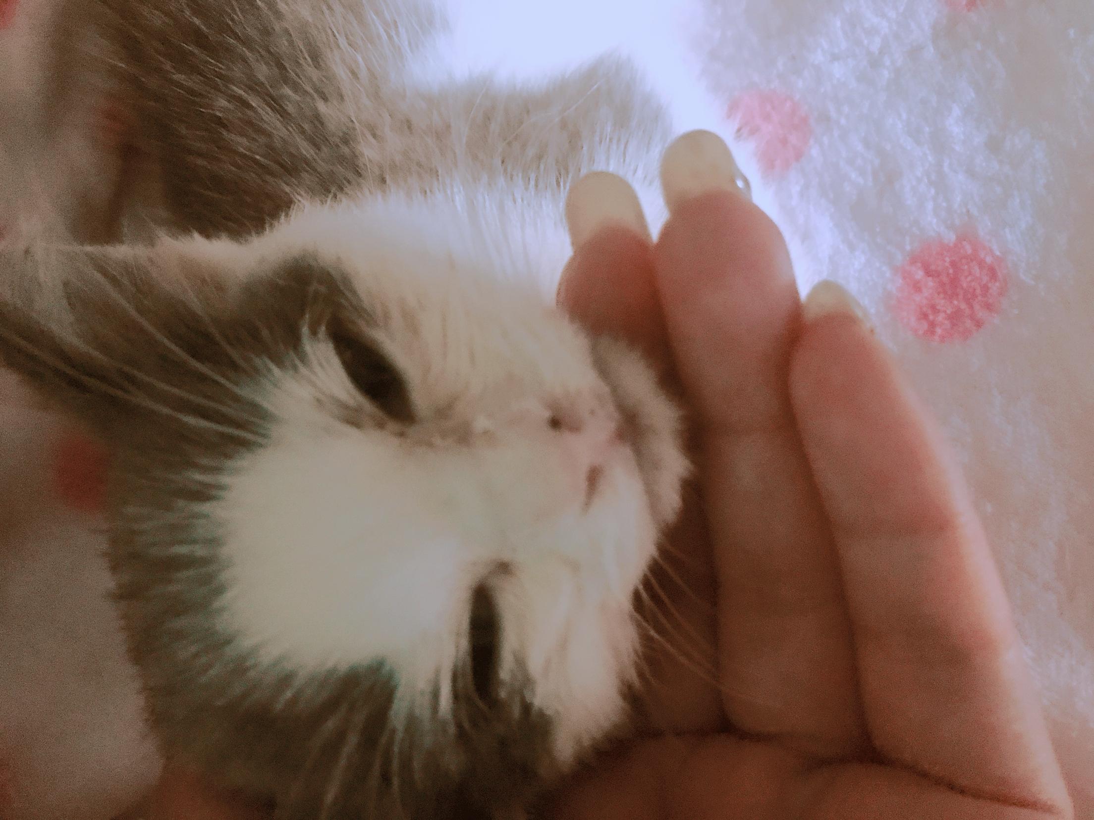 小猫打喷嚏流鼻涕眼泪,怎么办? 小猫打喷嚏流鼻涕眼泪,怎么办?