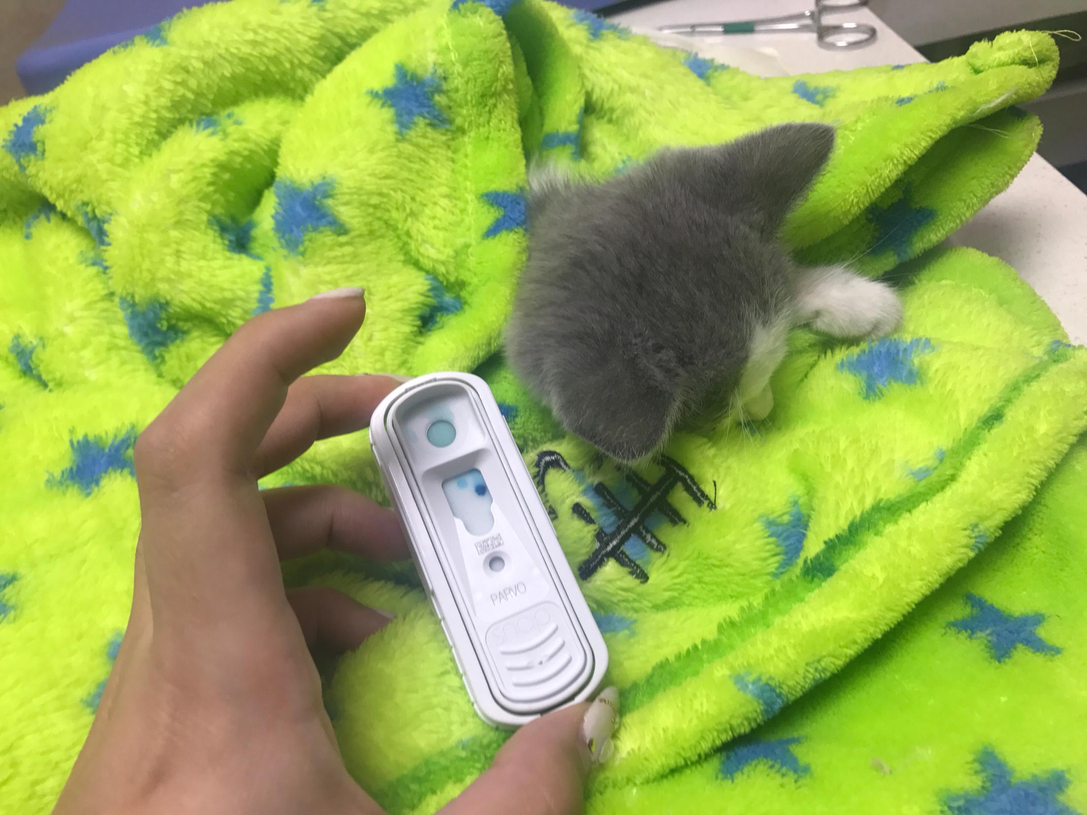 小猫打喷嚏流鼻涕眼泪,怎么办? 小猫打喷嚏流鼻涕眼泪,怎么办?