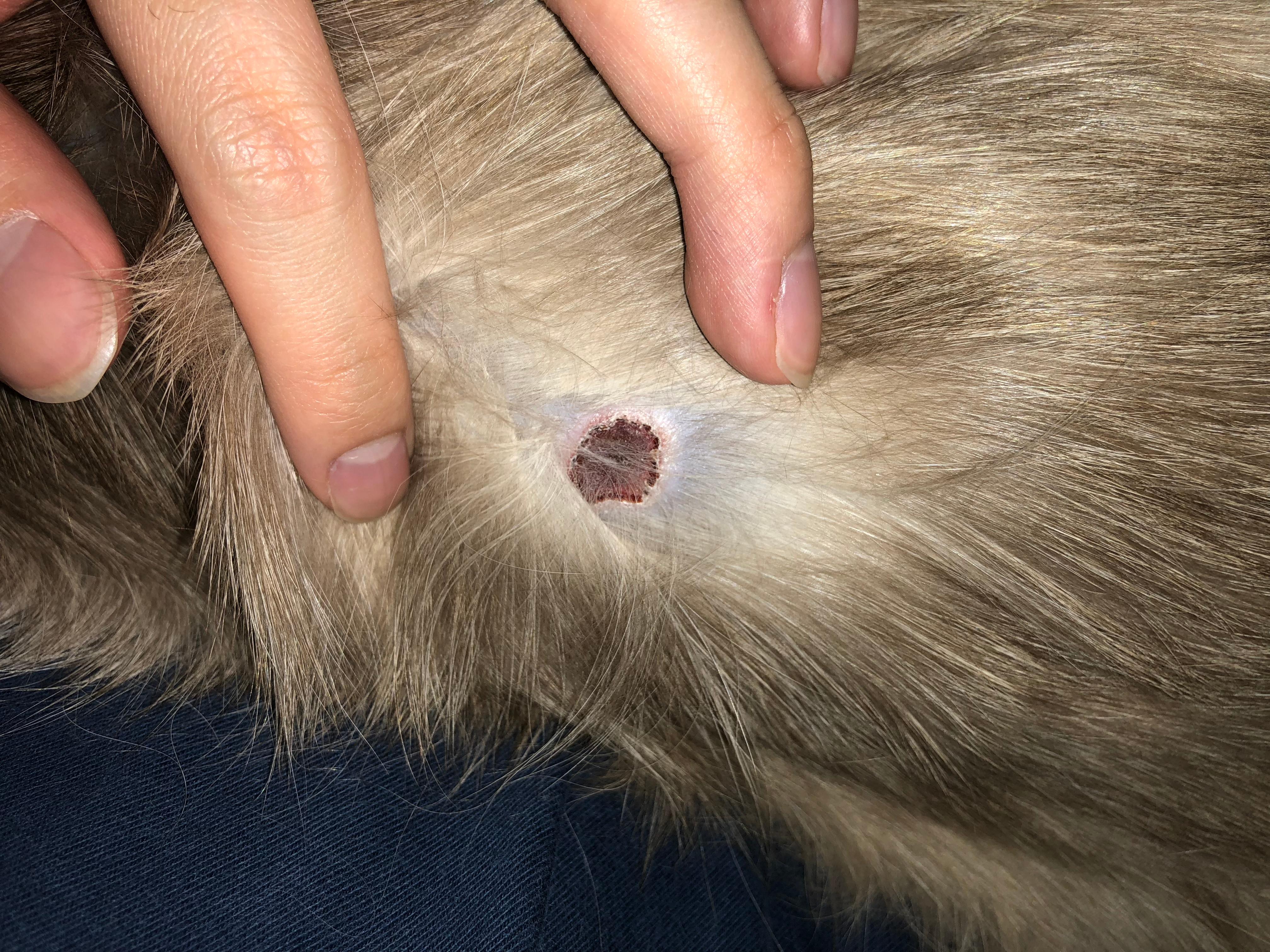 您好,突然发现猫咪背上有一块血痂