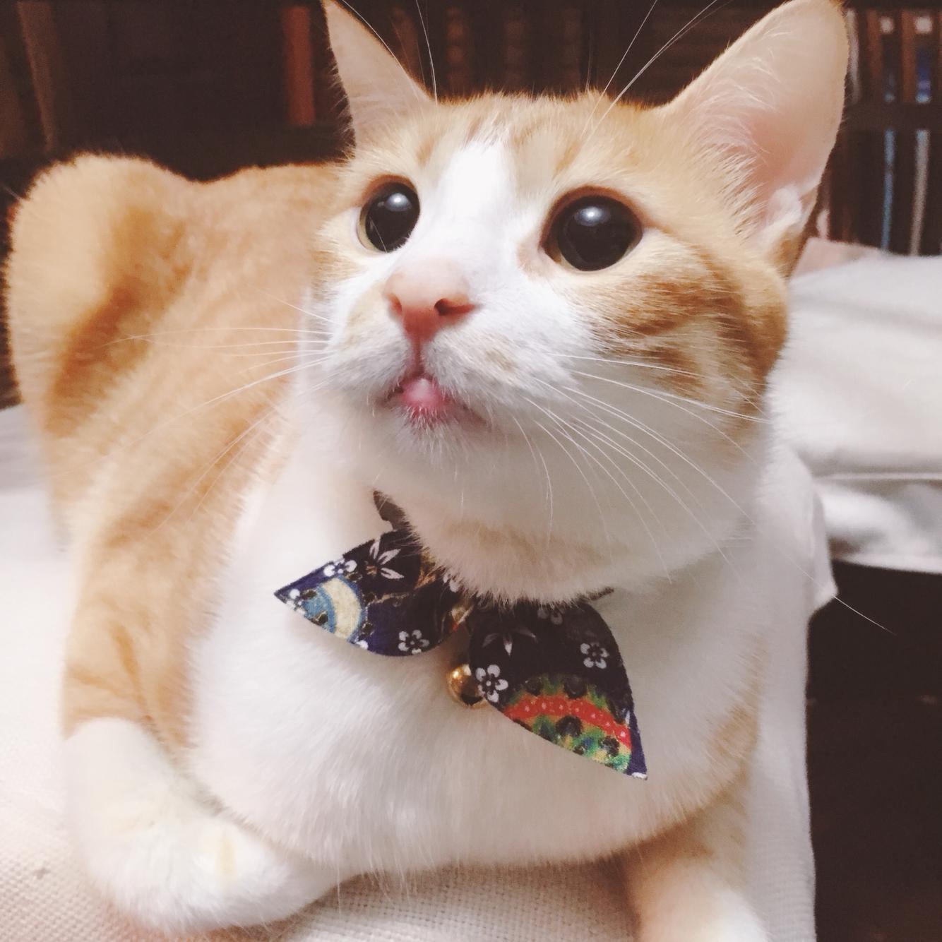 白猫排名_二哈和他的白猫师尊