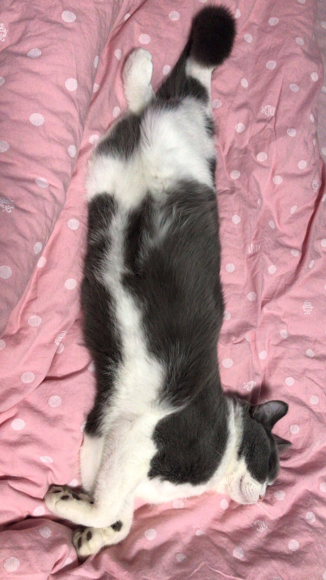 猫用速诺后白细胞增多,去医院后未查明原因 猫用速诺后白细胞增多,去医院后未查明原因