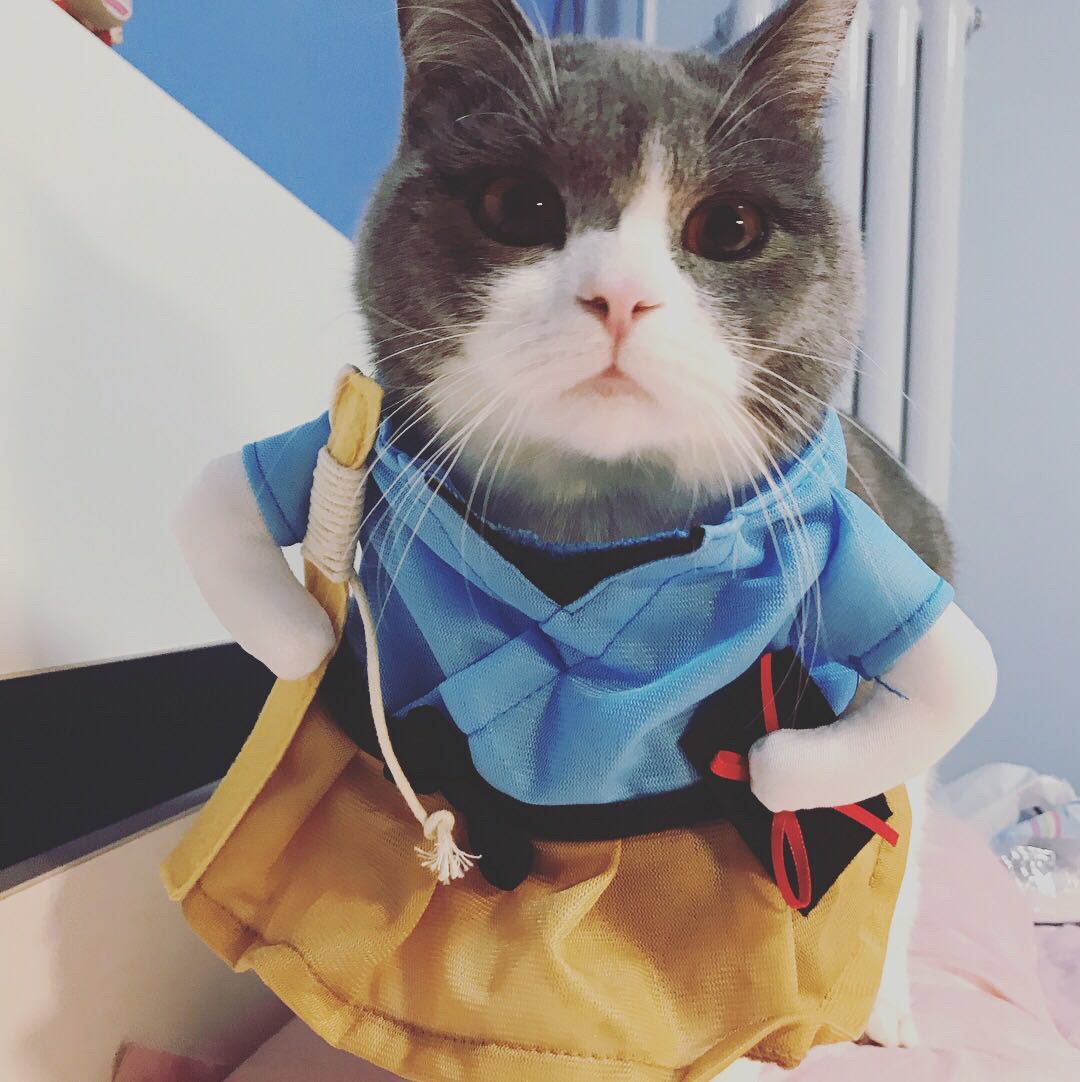猫用速诺后白细胞增多,去医院后未查明原因 猫用速诺后白细胞增多,去医院后未查明原因