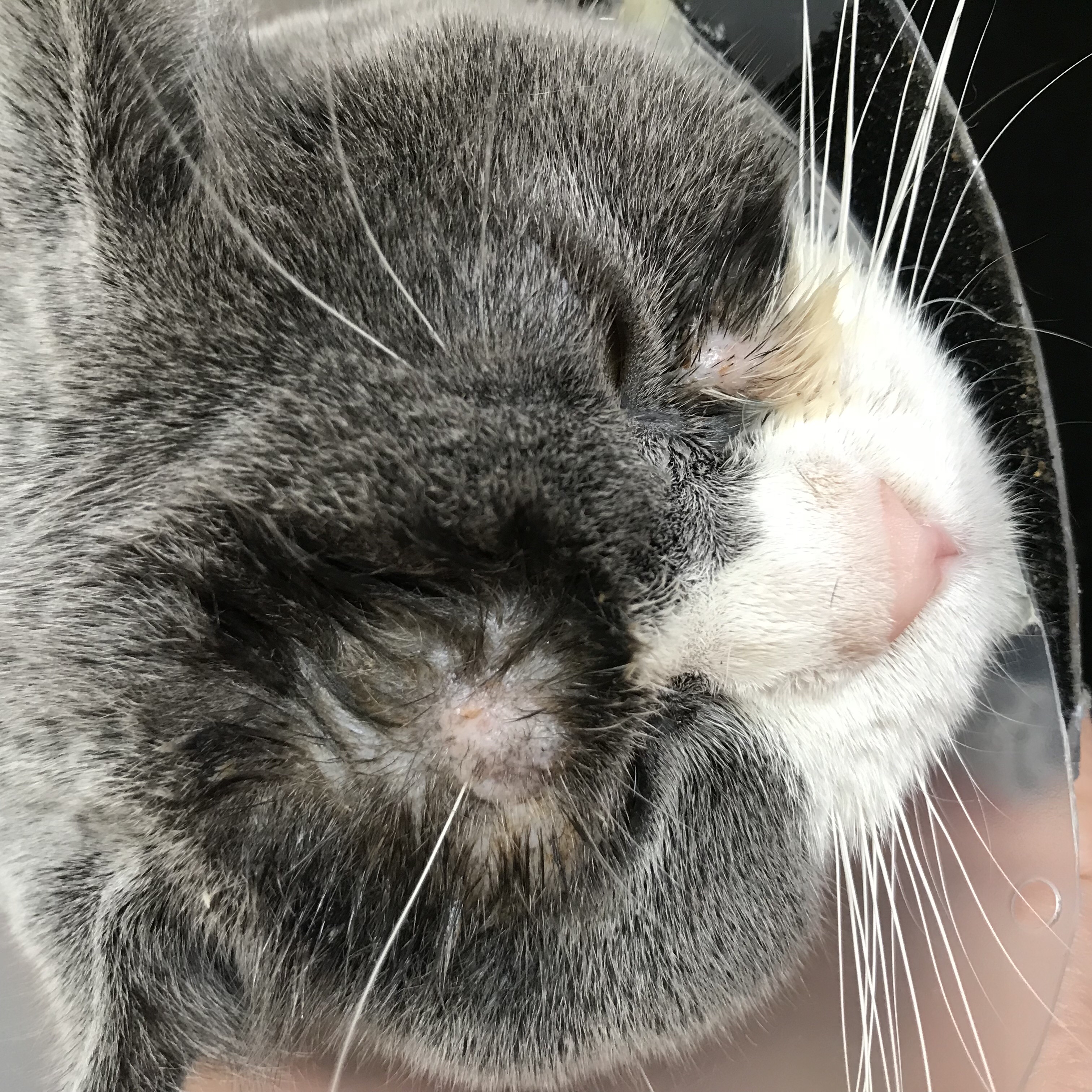 猫癬 猫癬