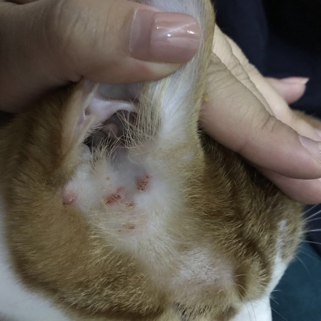 耳朵附近皮肤红肿有小包