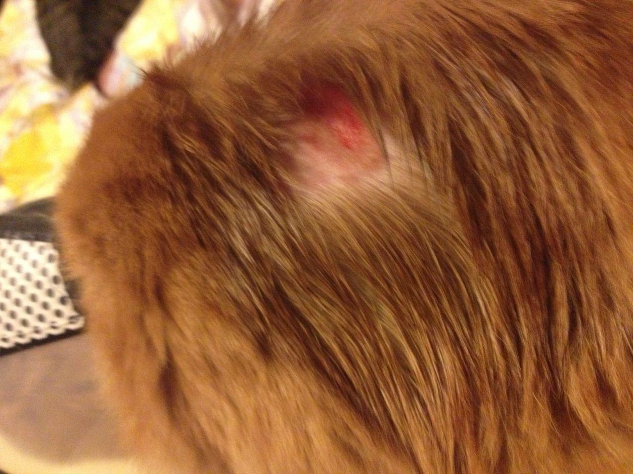 猫咪背上一块猫癣被自己踢出血了 猫咪背上一块猫癣被自己踢出血了