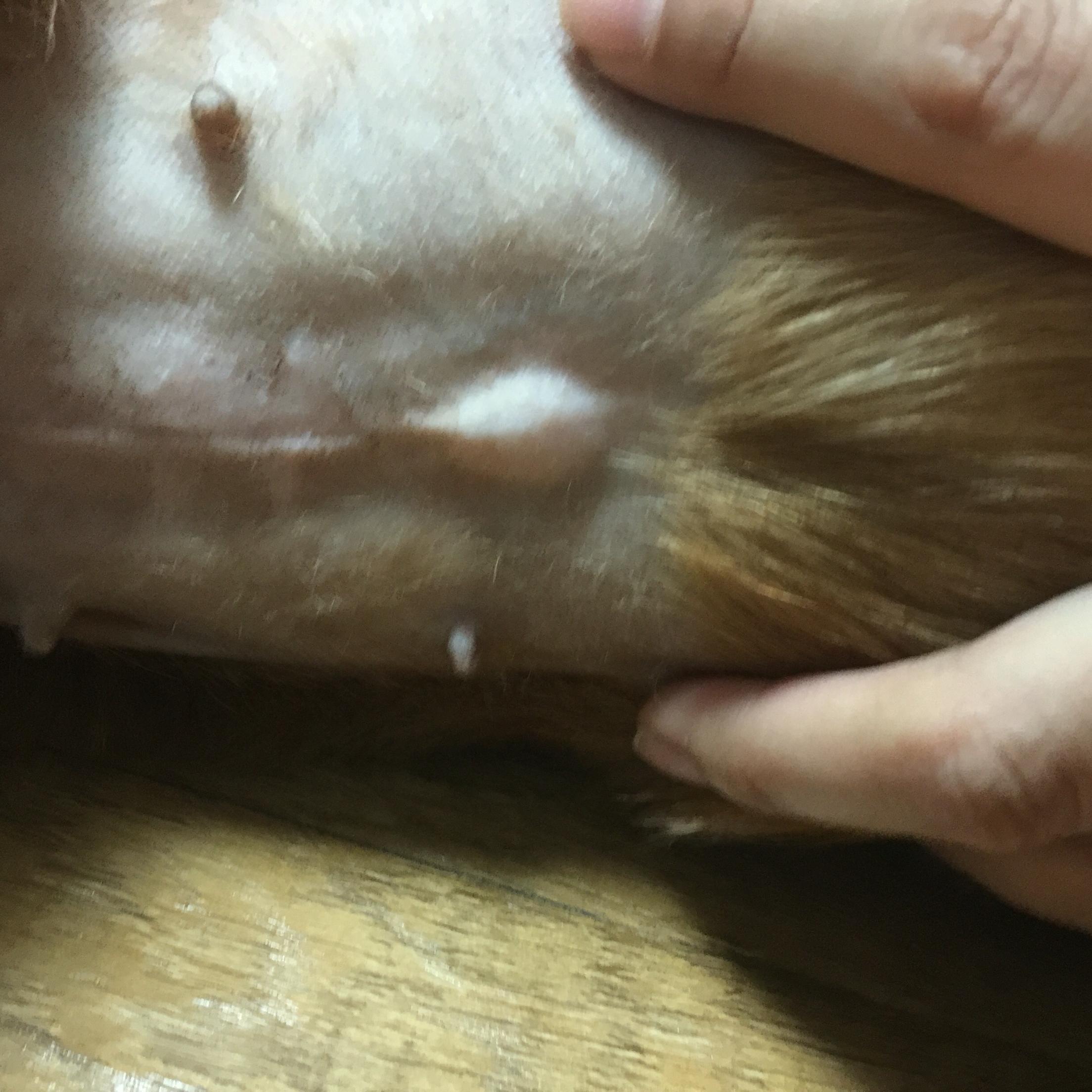 请问肚皮上的小肉球是什么,有什么影响?