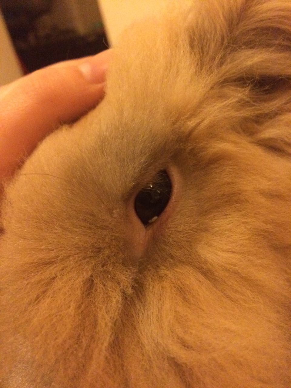 兔兔的眼睛里可能长寄生虫吗?