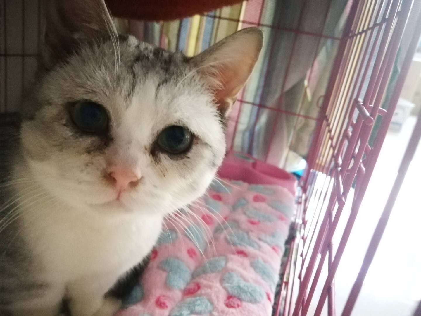 检查出猫疱疹猫鼻支,治疗结束之后需要注意什么?