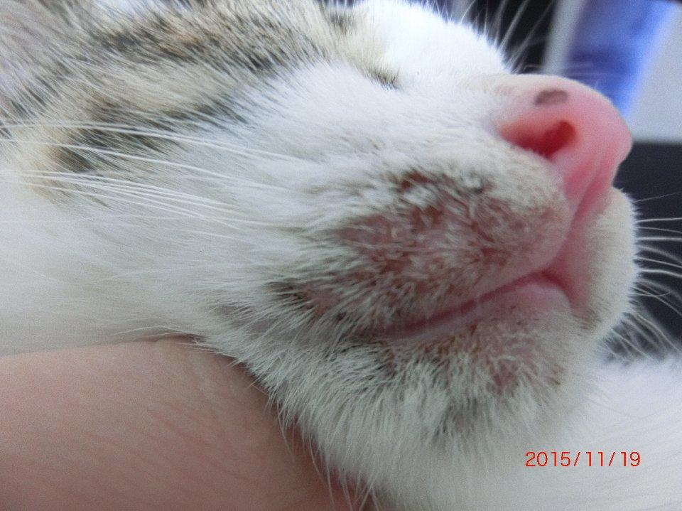 请问2个月大的猫猫不知是否耳螨皮肤病还是毛囊炎