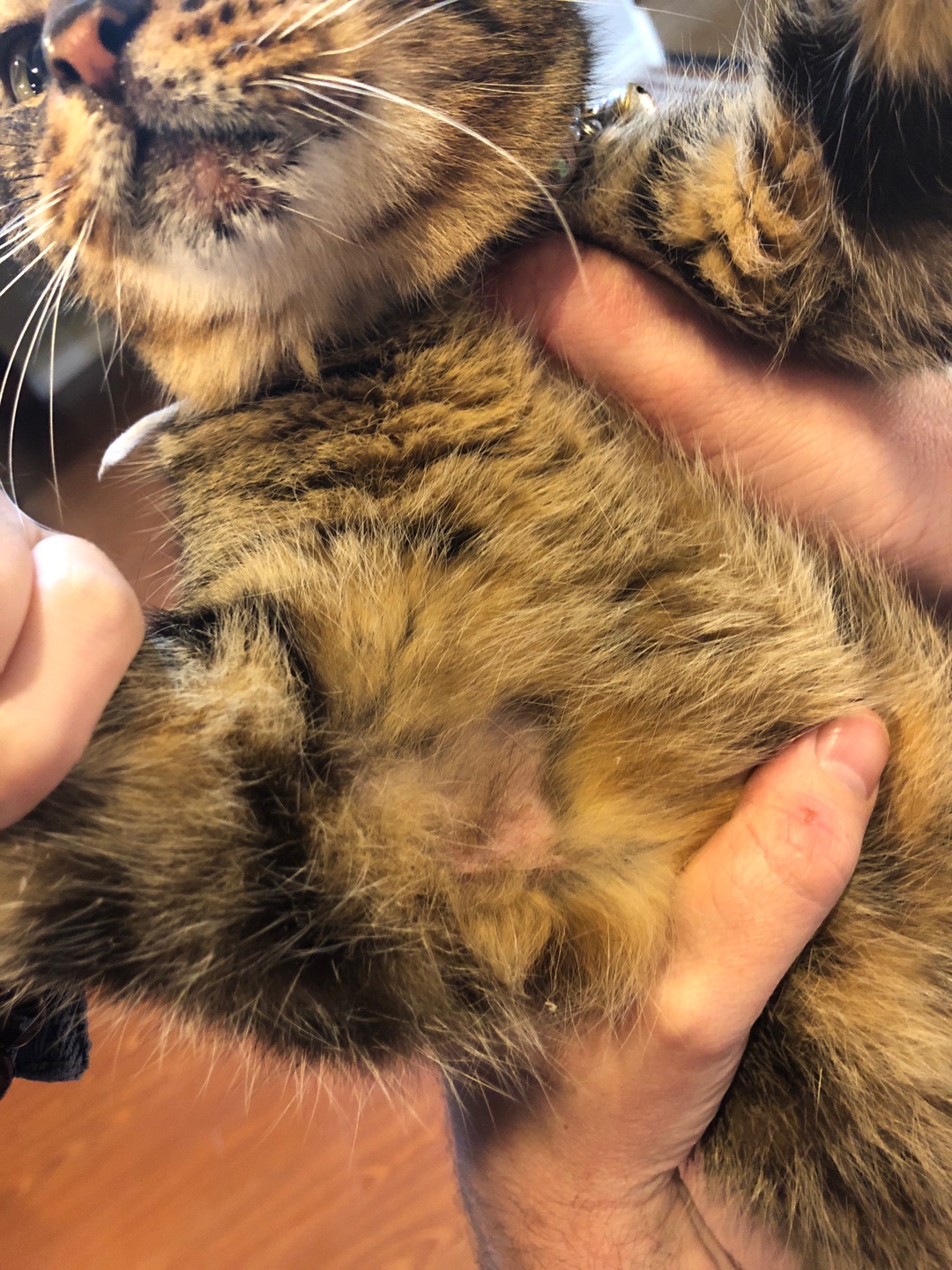猫右后腿突然走路跛跛的