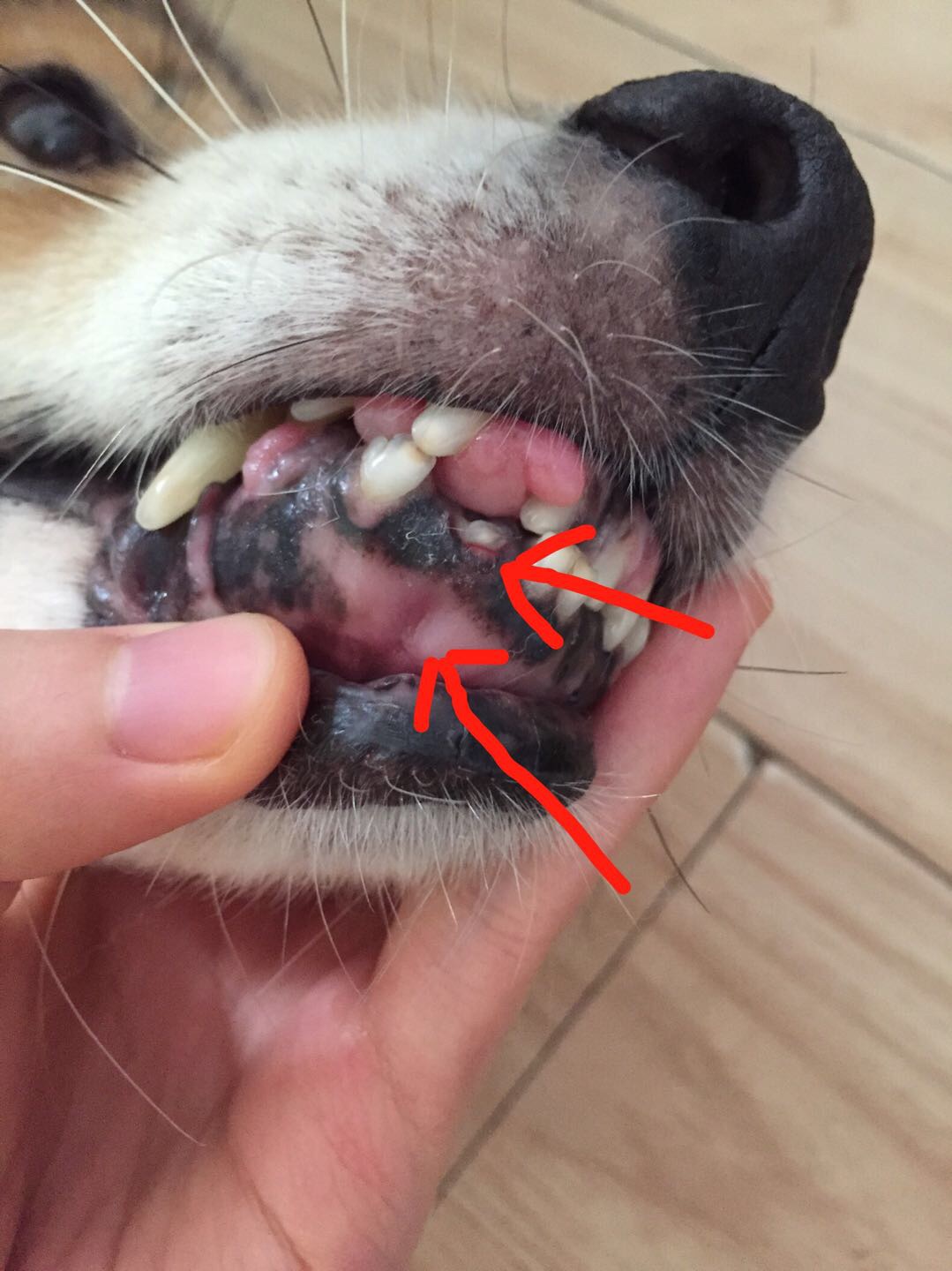 狗狗没有做过洁牙,近几个月牙龈增生很严重