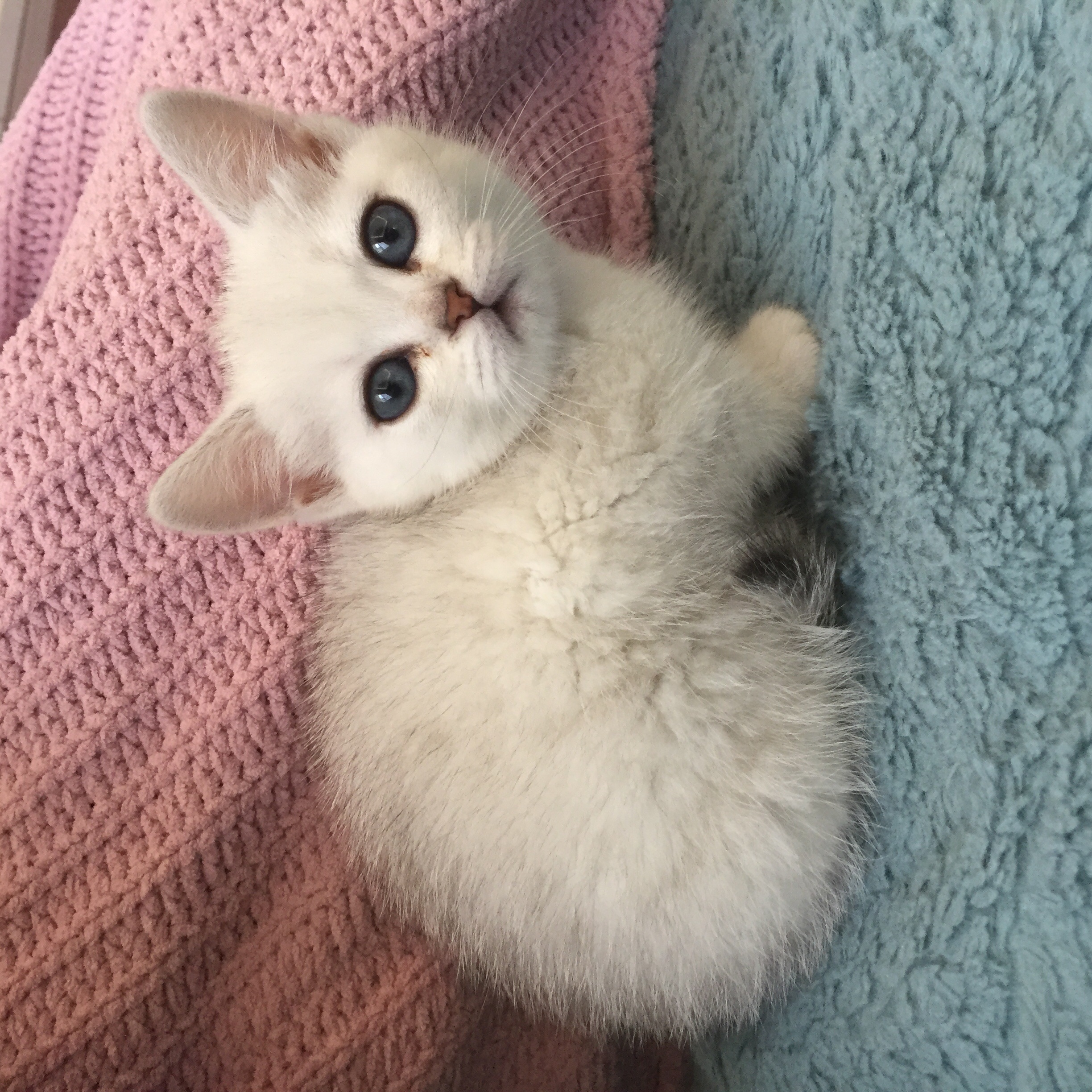 猫杯状病毒