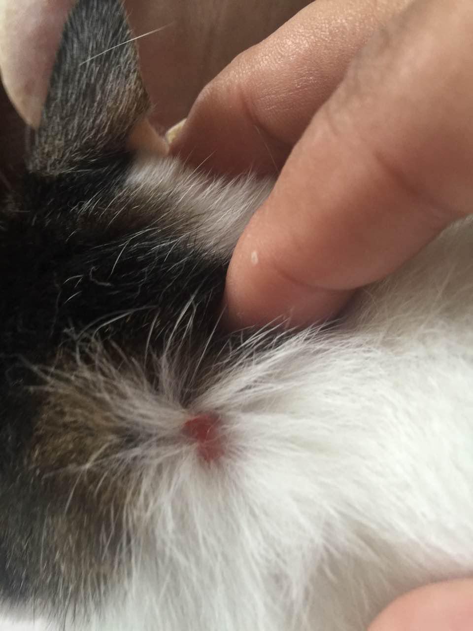 皮肤有不明的伤口,不确定是不是猫藓