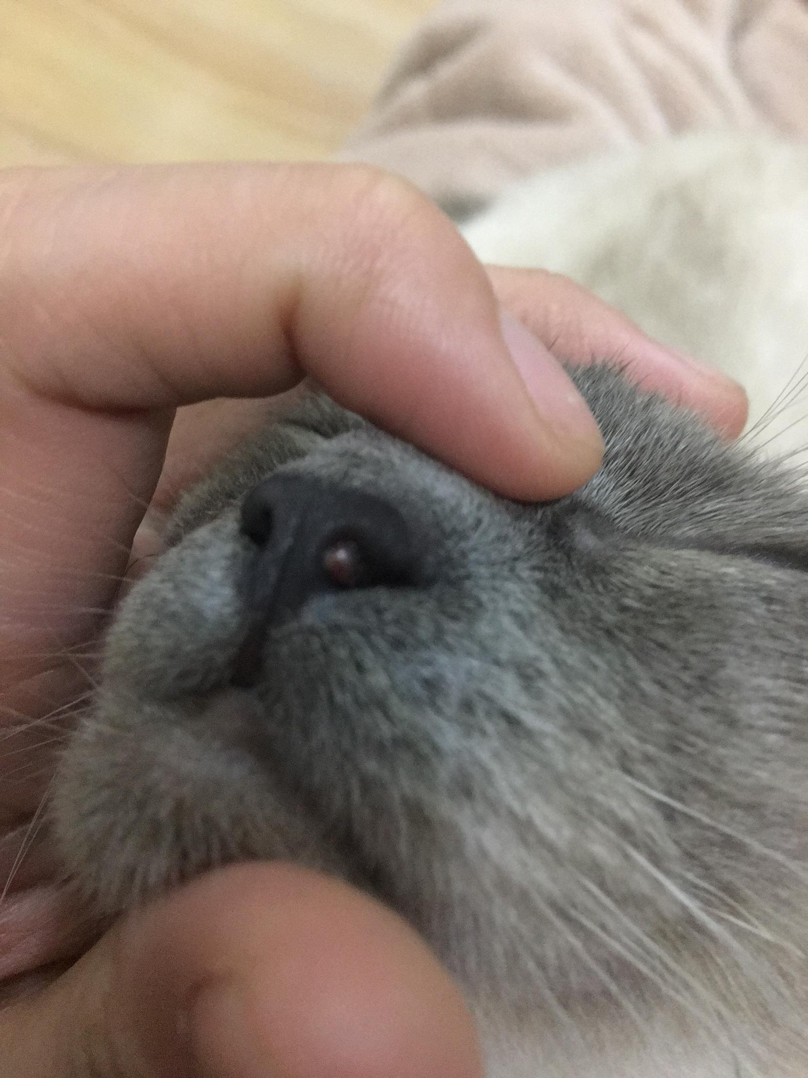 猫咪鼻子里有异物