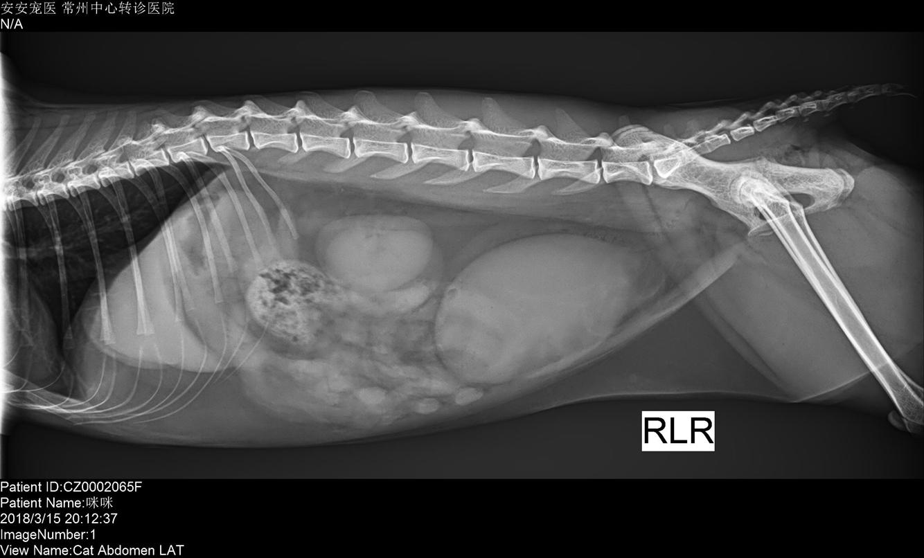 医生摸了猫咪腹部说有硬块,照了x光发现膀胱较大里面充斥尿液,看了