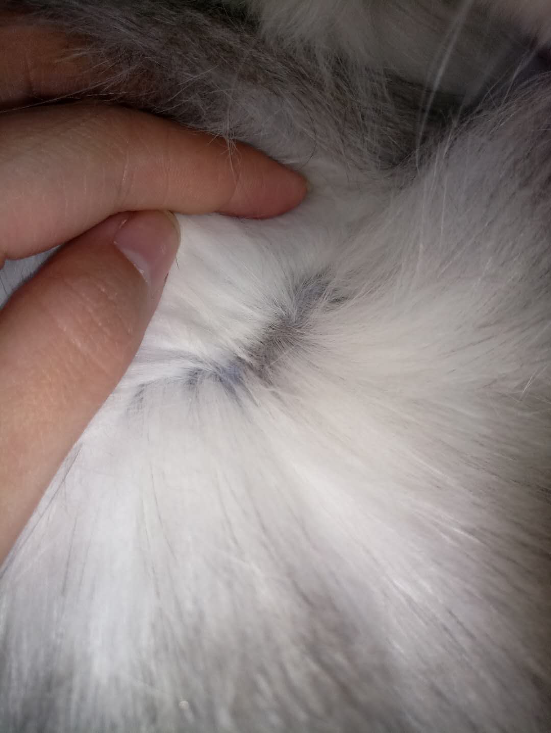 猫皮肤上有黑点,皮屑