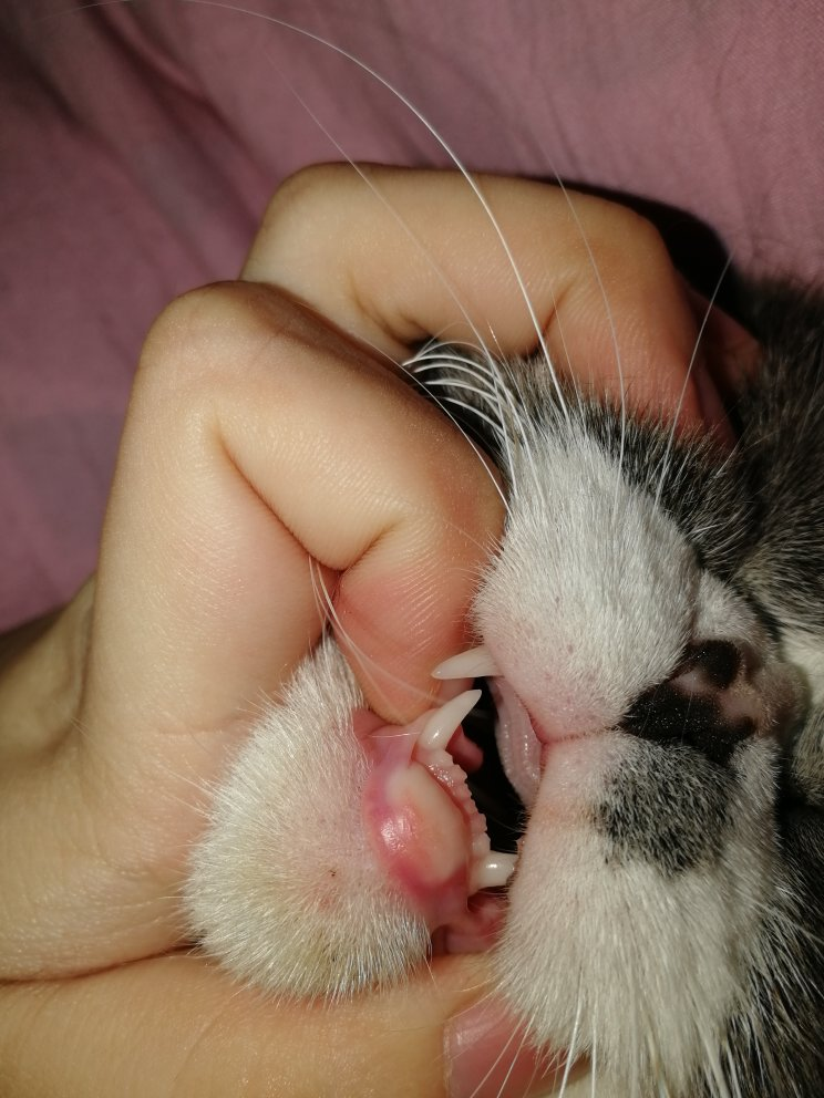 猫咪的下嘴唇肿了