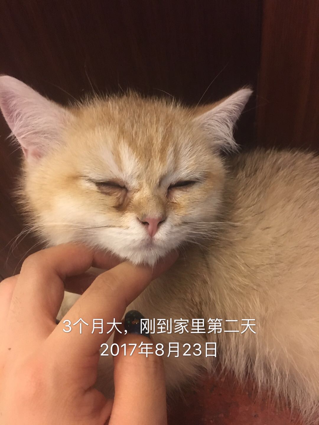 猫咪流泪,呼吸声重,食欲精神正常