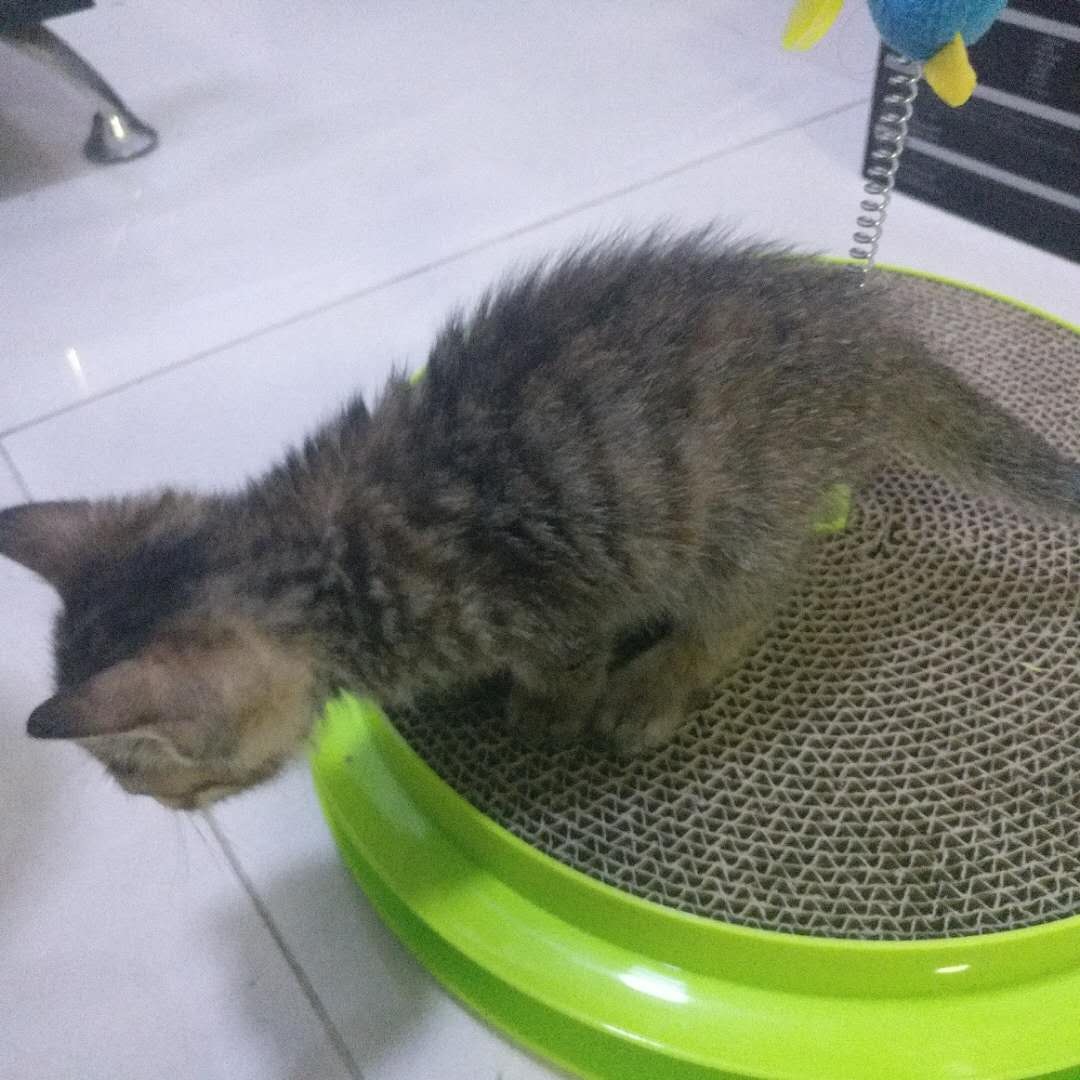 喂食