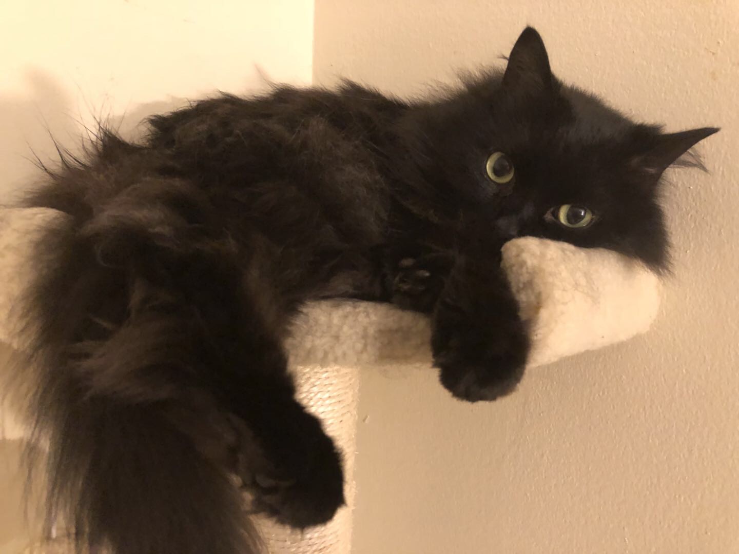 黑猫突然长了很多白毛